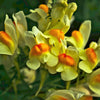 500 BUTTER & EGGS TOADFLAX Linaria Vulgaris Wild Snapdragon Bicolor Yellow Flower Seeds