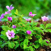 10 ARCTIC RASPBERRY Nagoonberry Rubus Arcticus Red Berry Fruit Bramble Seeds