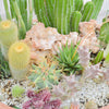 50 CACTUS MIX 'Finest Mixed' Succulent Flower Plant Seeds