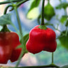 50 Ubatuba CAMBUCI PEPPER Red Brazilian Capsicum Baccatum Vegetable Seeds