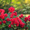 5 RED CLIMBING ROSE Rosa Bush Vine Climber Fragrant Butterfly Flower Seeds