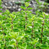 2000 SWEET MARJORAM Origanum Majorana Herb Flower Seeds