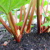 25 GLASKINS PERPETUAL RHUBARB (Pieplant) Rheum Rhabarbarum Fruit Vegetable Seeds