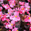 25 WAX MIXED BEGONIA Semperflorens Fibrous Mixed Colors Red Pink White Two Tone Shade Flower Seeds