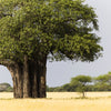 5 African BAOBAB TREE Adansonia Digitata Monkey Bread Judas Fruit Seeds