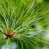 20 Cyperus PAPYRUS Paper Reed Water Plant Egyptian Nile Grass Yellow Flower Seeds