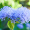 250 Dwarf BLUE BEDDER AGERATUM aka Floss Flower Ageratum Houstonianum Flower Seeds