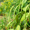 100 Texas CREAM COW PEA Southern Pea Bush Vigna Unguiculata Vegetable Seeds