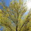 25 JERUSALEM THORN TREE Mexican Palo Verde Parkinsonia Aculeata Yellow & Red Flower Large Shrub Small Tree Legume Seeds
