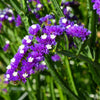 50 Purple STATICE / SEA LAVENDER Limonium Sinuatum Flower Seeds