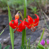10 CORAL LILY Siberian Turk's Cap Lilium Pumilum Coral Red Fragrant Flower Seeds