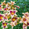 10 MIXED COLORS DAYLILY Hemerocallis Day Lily Fine Mix Red Purple Flower Seeds