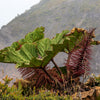 10 GUNNERA INSIGNIS Giant Rhubarb (Leaves up to 6' Wide, Red Flower Spikes to 3') Dinosaur Plant Seeds