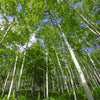 100 WHITE Japanese BIRCH TREE Betula Platyphylla Japonica Seeds