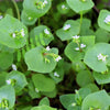 100 MINER'S LETTUCE Winter Purslane Spinach Claytonia Perfoliata Vegetable Seeds