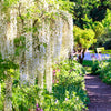 5 WHITE WISTERIA Floribunda Alba Ornamental Japanese Flower Vine Seeds