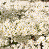 50 White CHINESE SPIREA Spiraea Chinensis Flower Bush Shrub Seeds