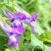 Mixed Dragonsnap Vine Seeds – Asarina Scandens Climbing Snapdragon Pink Blue Red White Flower – photo 8