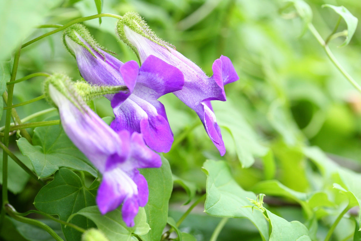 Mixed Dragonsnap Vine Seeds – Asarina Scandens Climbing Snapdragon Pink Blue Red White Flower – photo 8