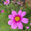 300 GLORIA COSMOS Bipinnatus 2-Tone Pink Fast Growing Flower Seeds