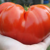 500 BEEFSTEAK TOMATO Lycopersicon Lycopersicum Fruit Vegetable Seeds