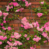 5 PINK CLIMBING ROSE Rosa Bush Vine Climber Fragrant Butterfly Flower Seeds
