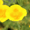 1000 DWARF Yellow CALIFORNIA Tufted POPPY Eschscholzia Caespitosa Flower Seeds