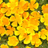 1000 DWARF Yellow CALIFORNIA Tufted POPPY Eschscholzia Caespitosa Flower Seeds