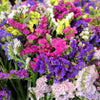 50 Pacific Mix STATICE (Sea Lavender) Mixed Colors  Limonium Sinuatum Flower Seeds