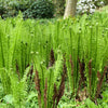 1000 + SENSITIVE FERN Onoclea Sensibilis aka Bead or Sympathy Fern Spores Seeds