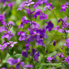 500 Purple FEBRUARY ORCHID Violet Cress Orychophragmus Violaceus 2" Flower Edible Vegetable Seeds