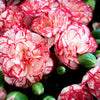 50 Avranchin RED & WHITE CARNATION Dianthus Caryophyllus Chabaud Flower Seeds