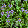 200 BLUE EYED GRASS (Western or Californian) Sisyrinchium Bellum Flower Seeds