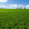Cimarron Alfalfa Seeds – Medicago Sativa Ground Cover Forage Purple Flower – photo 2