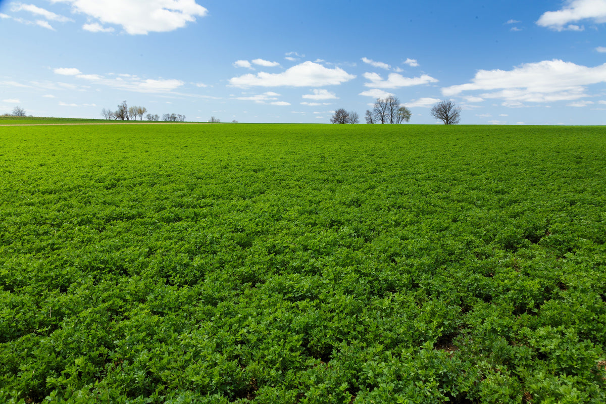 Cimarron Alfalfa Seeds – Medicago Sativa Ground Cover Forage Purple Flower – photo 2