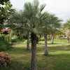 5 COMMON WINDMILL PALM Trachycarpus Fortunei Hardy Chusan Palm Tree Sun Shade Houseplant Seeds