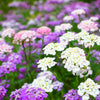 2000 TALL MIX CANDYTUFT Iberis Umbellata Mixed Colors Ground Cover Flower Seeds