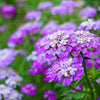 2000 TALL MIX CANDYTUFT Iberis Umbellata Mixed Colors Ground Cover Flower Seeds
