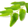 50 LEMON SCENTED EUCALYPTUS Citriodora Tree aka Lemon Bush & Spotted Gum - Colorful Bark White Flower Tree Seeds