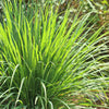 100 LEMONGRASS East Indian Lemon Grass Fragrant Ornamental Edible Cymbopogon Flexuosus Seeds