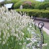 Bunny Tails Grass Seeds – (Hares Tail) Ornamental Lagurus Ovatus