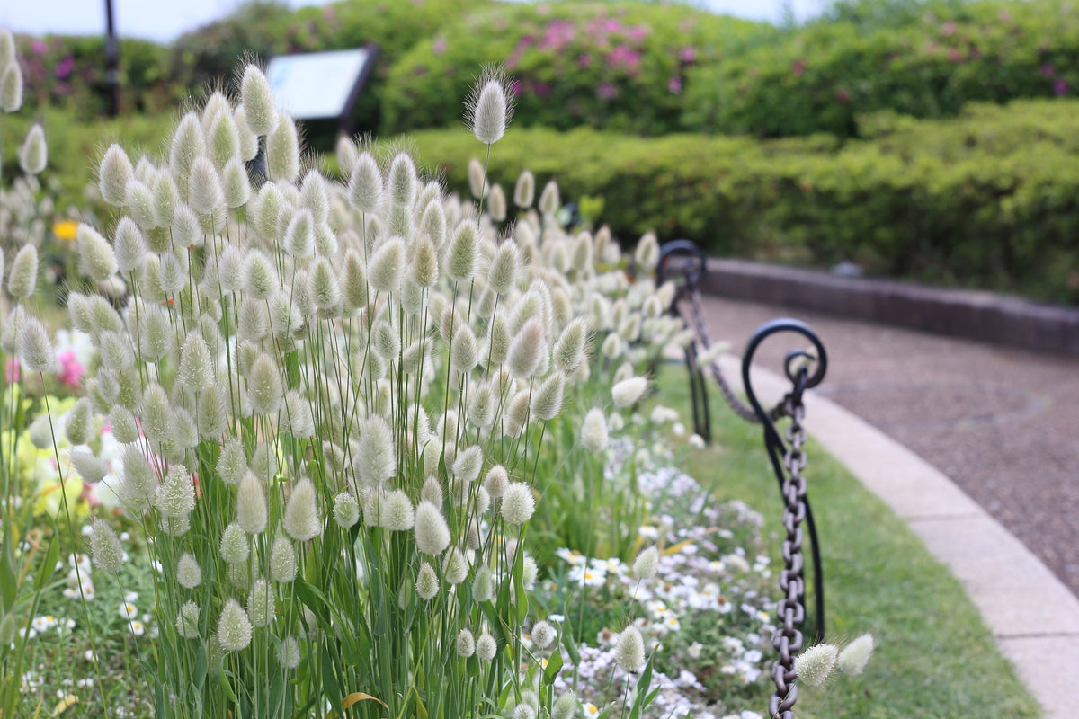 Bunny Tails Grass Seeds – (Hares Tail) Ornamental Lagurus Ovatus