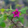 20 SALMONBERRY RUSSIAN RASPBERRY Rubus Spectabilis Fruit Seeds Purple Flowers