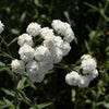 150 PEARL YARROW White Double Achillea Ptarmica Herb Flower Seeds