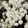 150 PEARL YARROW White Double Achillea Ptarmica Herb Flower Seeds