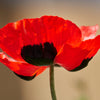 100 RED TURKISH POPPY Heirloom Papaver Somniferum Flower Seeds