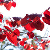 20 Eastern REDBUD TREE Cercis Canadensis Pink Flowering Native Tree Seeds