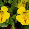 250 YELLOW MONKEY FLOWER Mimulus Grandiflorus Perennial Flower Seeds
