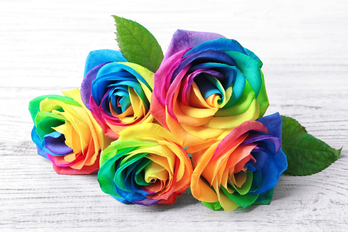 Rainbow Roses Roots Make Your Own - 5 RAINBOW ROSE BUSH Seeds Shrub Rosa Flower – The Plant ...
