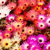 Mixed Colors Ice Plant ( Mesembryanthemum Daisy / Livingstone Daisy ) Dorotheanthus Bellidiformis Flower Seeds – photo 3